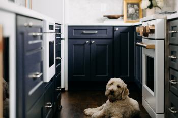 Dog_Approved_Kitchen