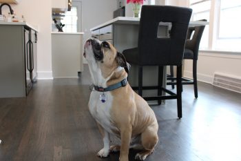 kitchen-remodel-ferndale-mi-Grover_dog